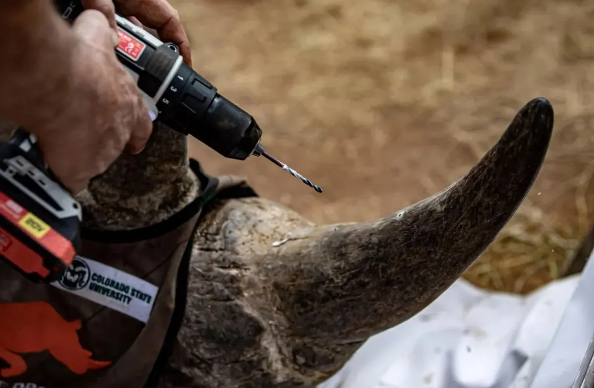 Radioactive horns against poachers: scientists inject rhinos with radioisotopes that pose no risk to animals