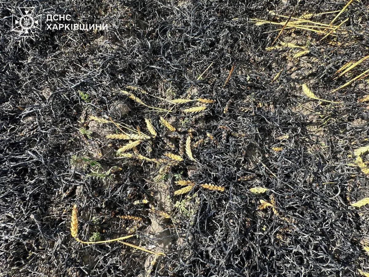 They are trying to destroy the future harvest: in Kharkiv region, the occupiers shelled a wheat field, a fire broke out