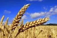 Украина экспортировала более 221 000 тонн зерна в 10 стран мира в рамках инициативы "Зерно из Украины