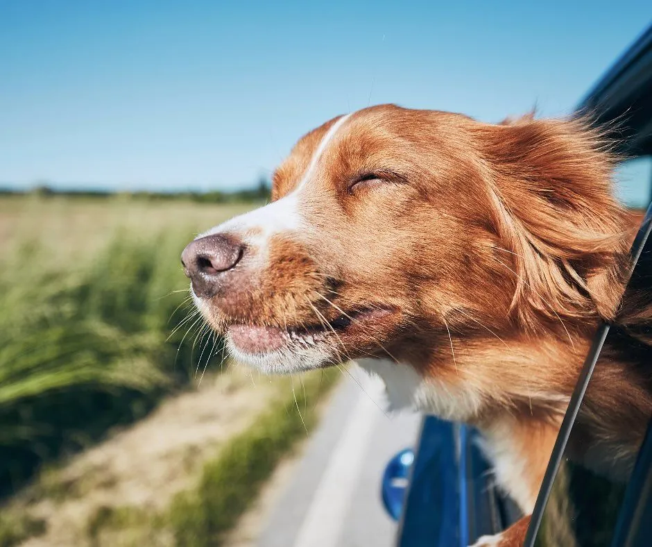 its-dangerous-to-leave-pets-in-cars-in-the-heat-tips-for-pet-owners