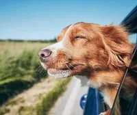 В жару животных опасно оставлять в авто: советы владельцам домашних любимцев