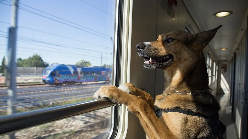 ukrzaliznytsia-announced-a-change-in-the-rules-for-the-transportation-of-animals-on-trains-what-is-expected