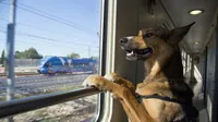 "Укрзалізниця" анонсувала зміну правил щодо перевезення тварин у потягах: що передбачається 