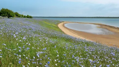 The Ministry of Ecology reported that the replacement of the management of the Tuzly Estuaries National Park is possible without a competition