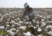 Heat wave threatens rice and cotton harvest in China