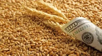 Grain exports in the next marketing year will be unchanged despite low yields - expert