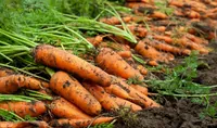 From an agricultural to a culinary company: MHP has allocated 80 hectares of land for vegetables this year