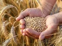 Expert: There will be no problems with grain exports this year if the Armed Forces ensure security in the Black Sea