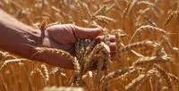 Kherson region has already managed to harvest more than 16 thou tons of grains and legumes and more than 3 thou tons of rapeseed - RMA