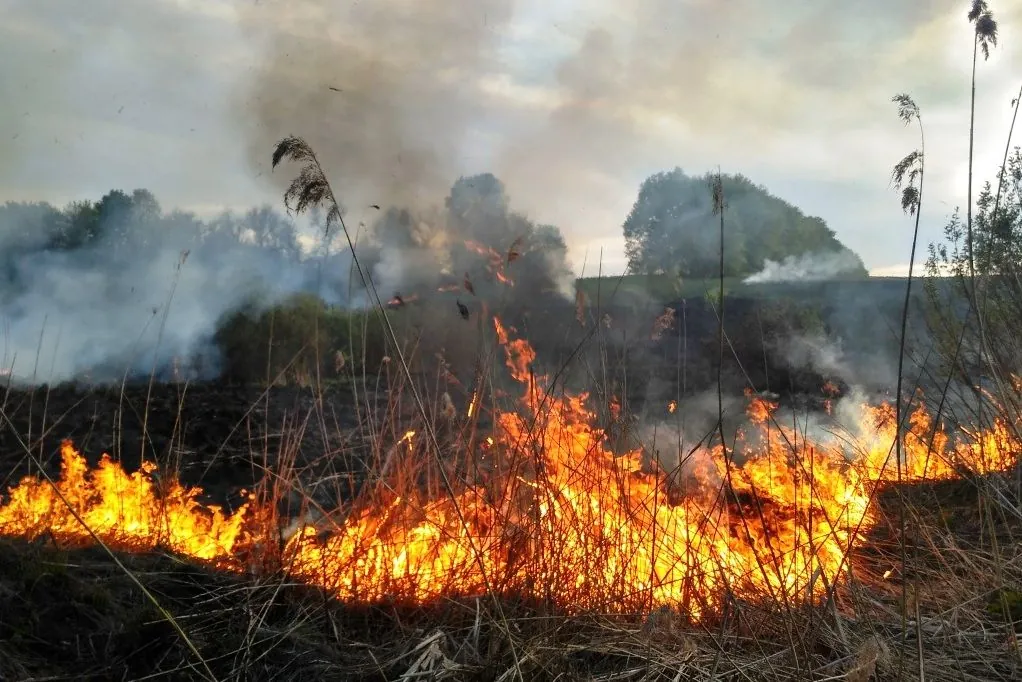 There are twice as many fires in Ukraine's ecosystems as last year. 500 fires were caused by military operations