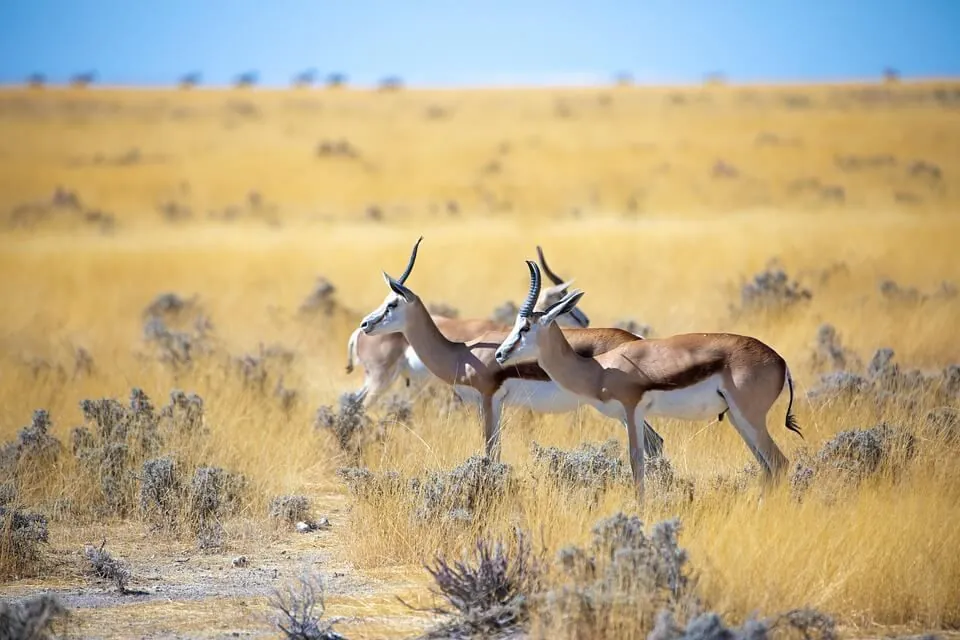 July 9: Gazelle Day, International Day for the Destruction of Small Arms