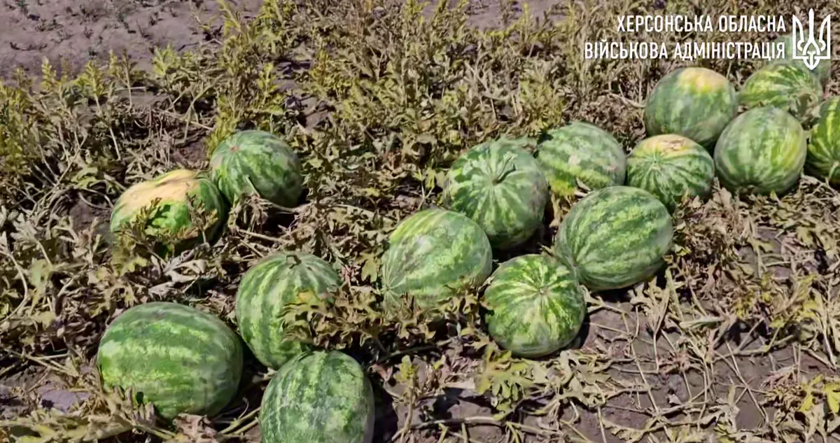 Херсонские арбузы дали первый урожай в 160 тонн: анонсирована продажа по Украине