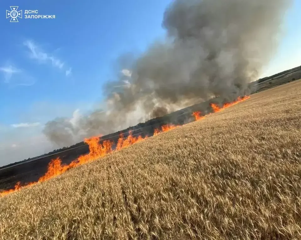 На Запорожье из-за обстрела войск рф сгорело почти 4 гектара пшеничного поля