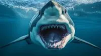 14 июля: День осведомленности об акулах, День рыбака в Украине