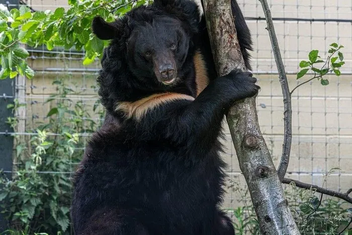 Спасенный в Украине гималайский медведь Ямполь умер в шотландском зоопарке после неудачной анестезии