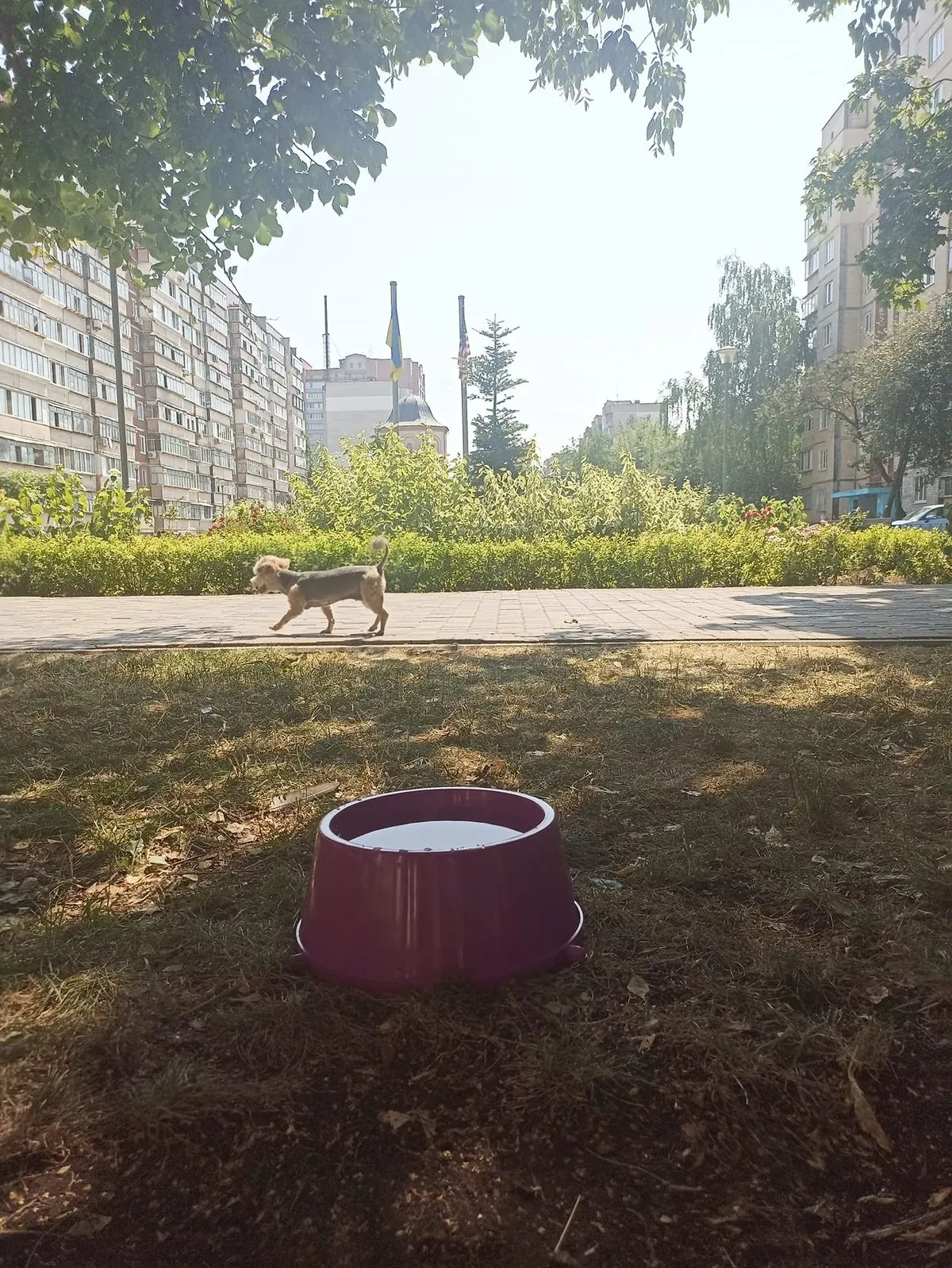 Спасают от жары: в парках и скверах Броваров разместили поилки с водой для животных
