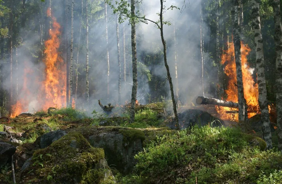 На Київщині з 16 по 18 липня спостерігатиметься надзвичайний рівень пожежної небезпек