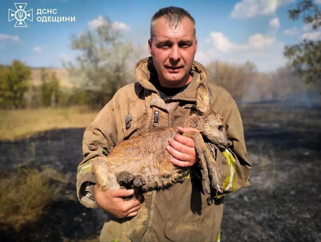 В Украине за сутки произошло 343 природных пожара, в Одесской области спасли косулю