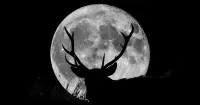 “Buck Moon": the July full moon will light up the sky this weekend