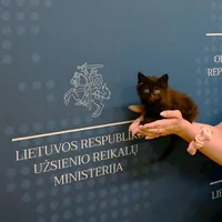 Офіційний кіт міністерства: у МЗС Литви "взяли" на роботу кошеня