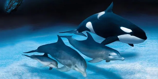 23 июля Всемирный день китов и дельфинов, День ванильного мороженого