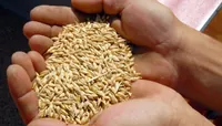 Poland investigates activities of almost a hundred agricultural companies suspected of fraud with Ukrainian grain - media