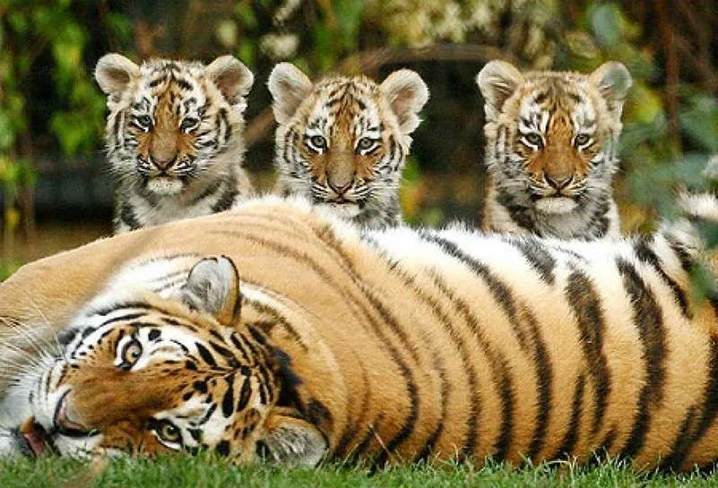 july-29-international-tiger-day-day-of-socio-cultural-diversity-and-anti-discrimination