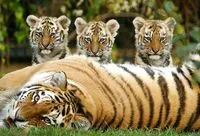 29 липня: Міжнародний день тигра, День соціокультурного розмаїття та боротьби з дискримінацією