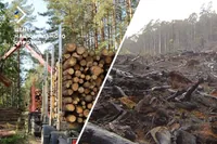 На оккупированной Донетчине россияне массово вырубают украинские леса - Центр нацсопротивления