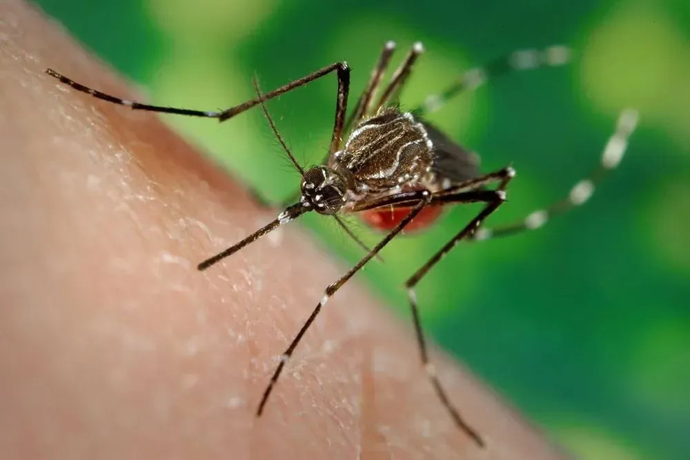 fake-of-the-enemy-health-ministry-denies-spread-of-dengue-fever-in-ukraine