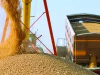 Україна у липні відправила на експорт у півтора рази більше зерна, ніж торік