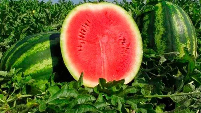 Kherson Watermelon geographical indication registered in Ukraine