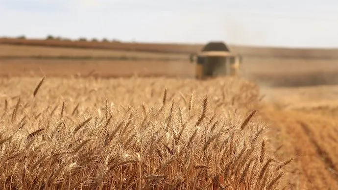 На сьогодні в Україні зібрано понад 23 млн тонн врожаю - Соломчук