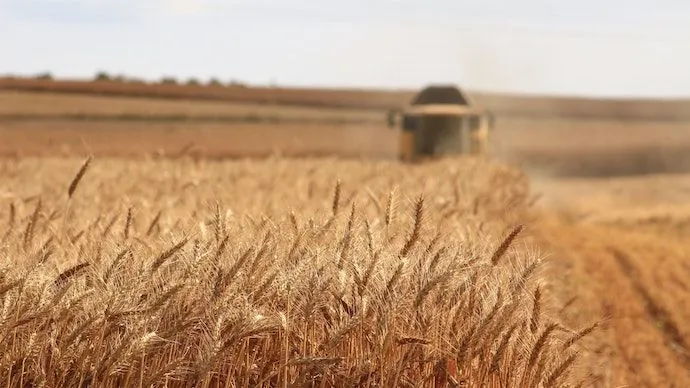 Solomchuk: Ukraine has harvested more than 23 million tons of crops to date