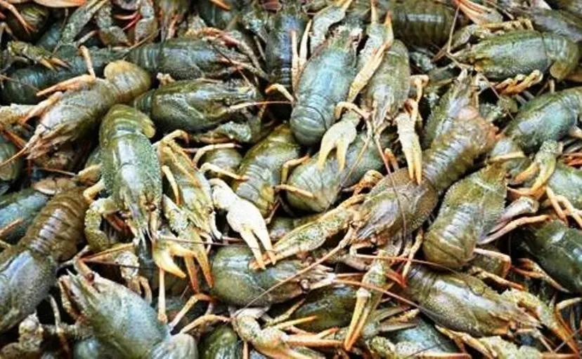 A ban on crayfish fishing comes into effect in Ukraine next week: what threatens poachers