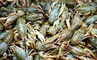 A ban on crayfish fishing comes into effect in Ukraine next week: what threatens poachers