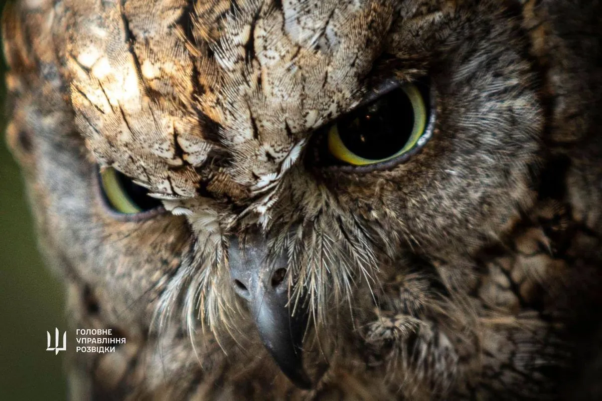 “Regular” DIU owls will live in Kyiv Zoo