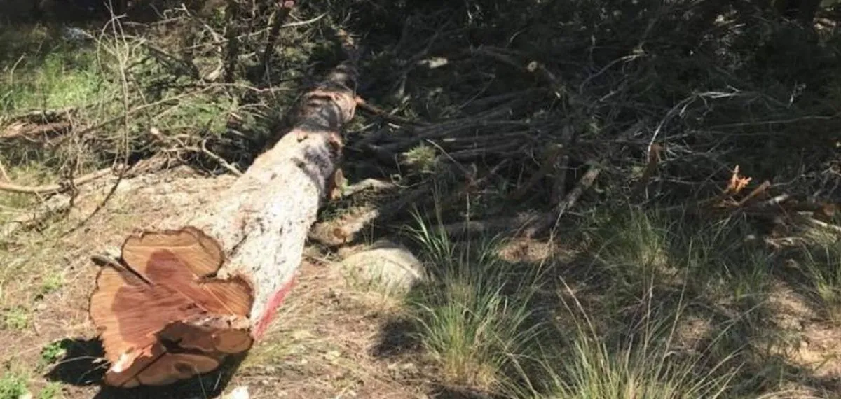 Occupants in Crimea massively cut down trees for construction of fortifications