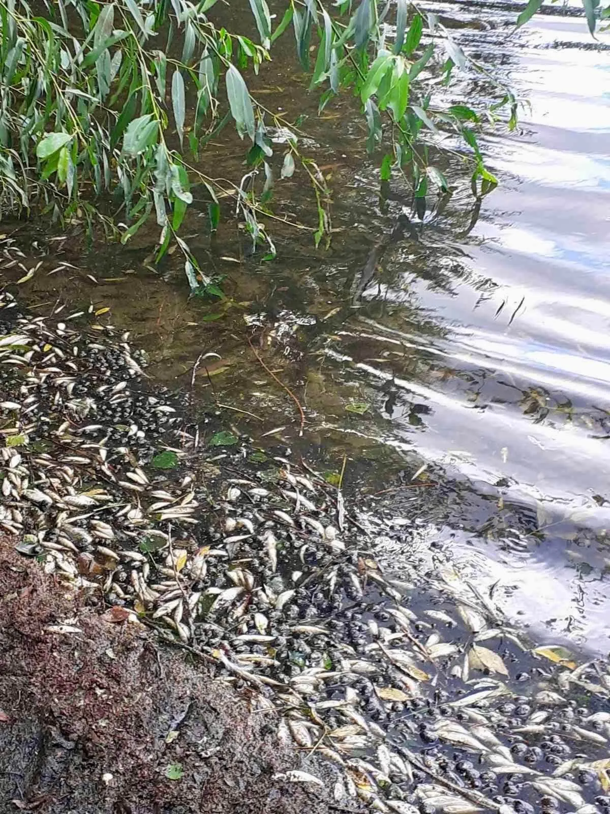 Масова загибель риби на Чернігівщині: збитки склали 258 тис. грн