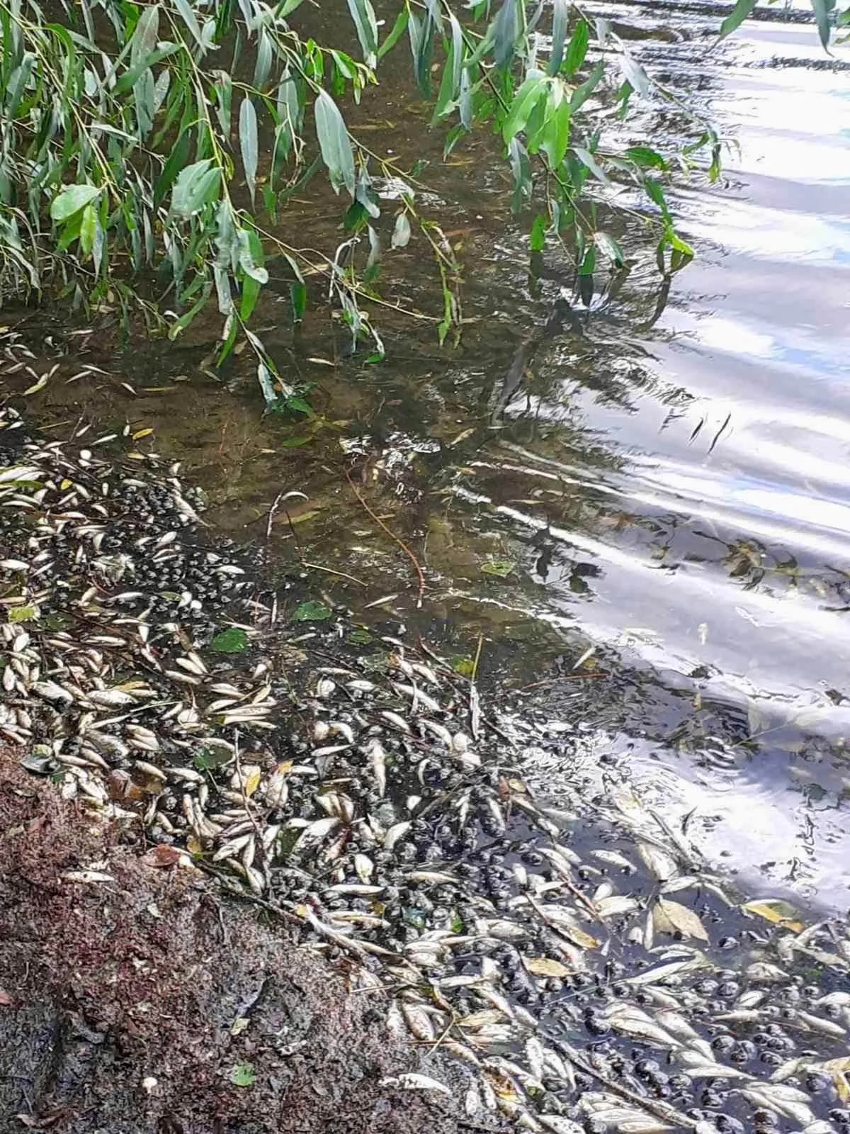 massive-fish-kill-in-chernihiv-region-losses-amounted-to-uah-258-thousand