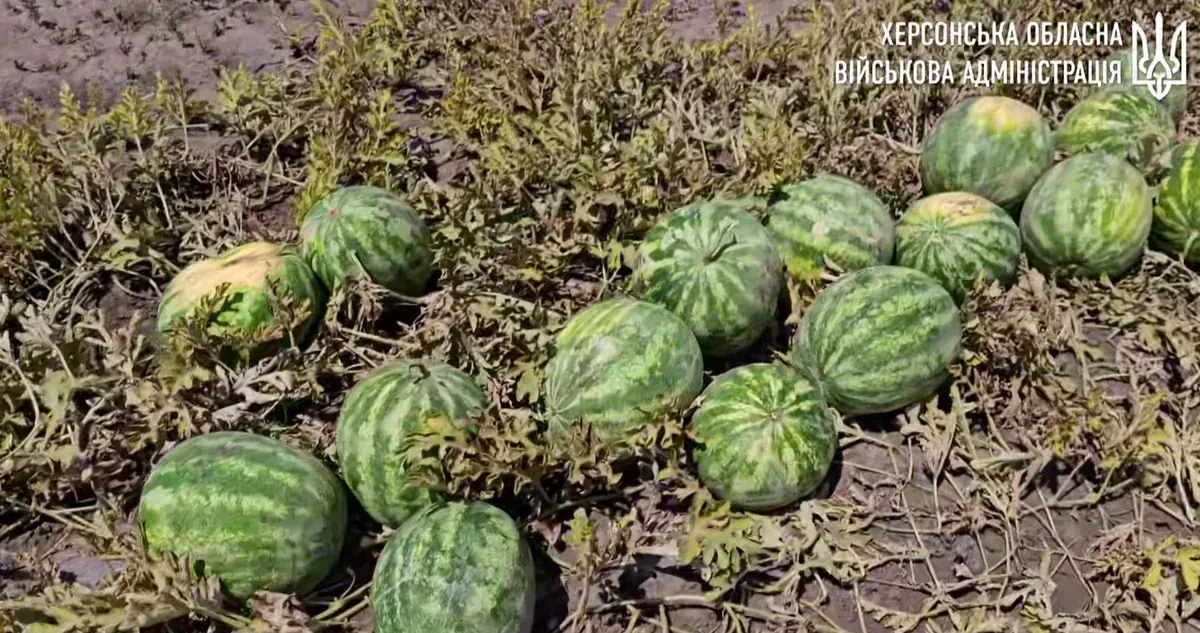 kherson-watermelons-were-planted-on-850-hectares-this-year-they-can-already-be-tasted-in-other-regions