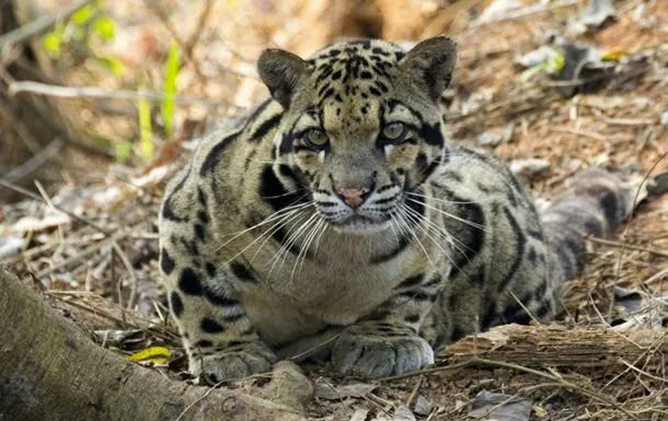 4-avgusta-mezhdunarodnii-den-dimchatogo-leoparda-den-rozhdeniya-shampanskogo
