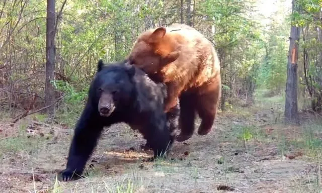 Brown bear tears up a man in russia