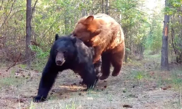 brown-bear-tears-up-a-man-in-russia