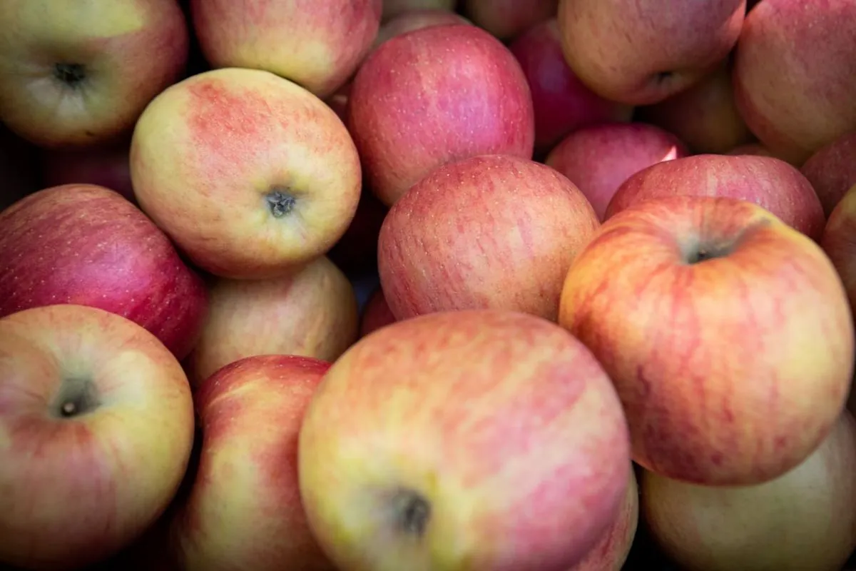 Яблучний Спас: традиції та заборони, і що покласти до кошика