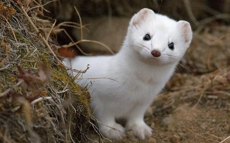 Damage to fiber-optic cables in the fan zone on the outskirts of Paris: the culprit was a weasel