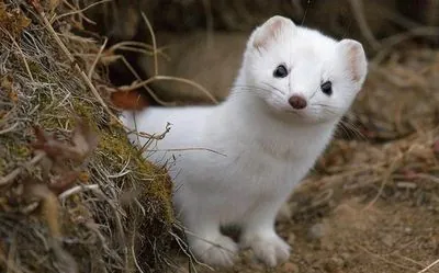 Damage to fiber-optic cables in the fan zone on the outskirts of Paris: the culprit was a weasel