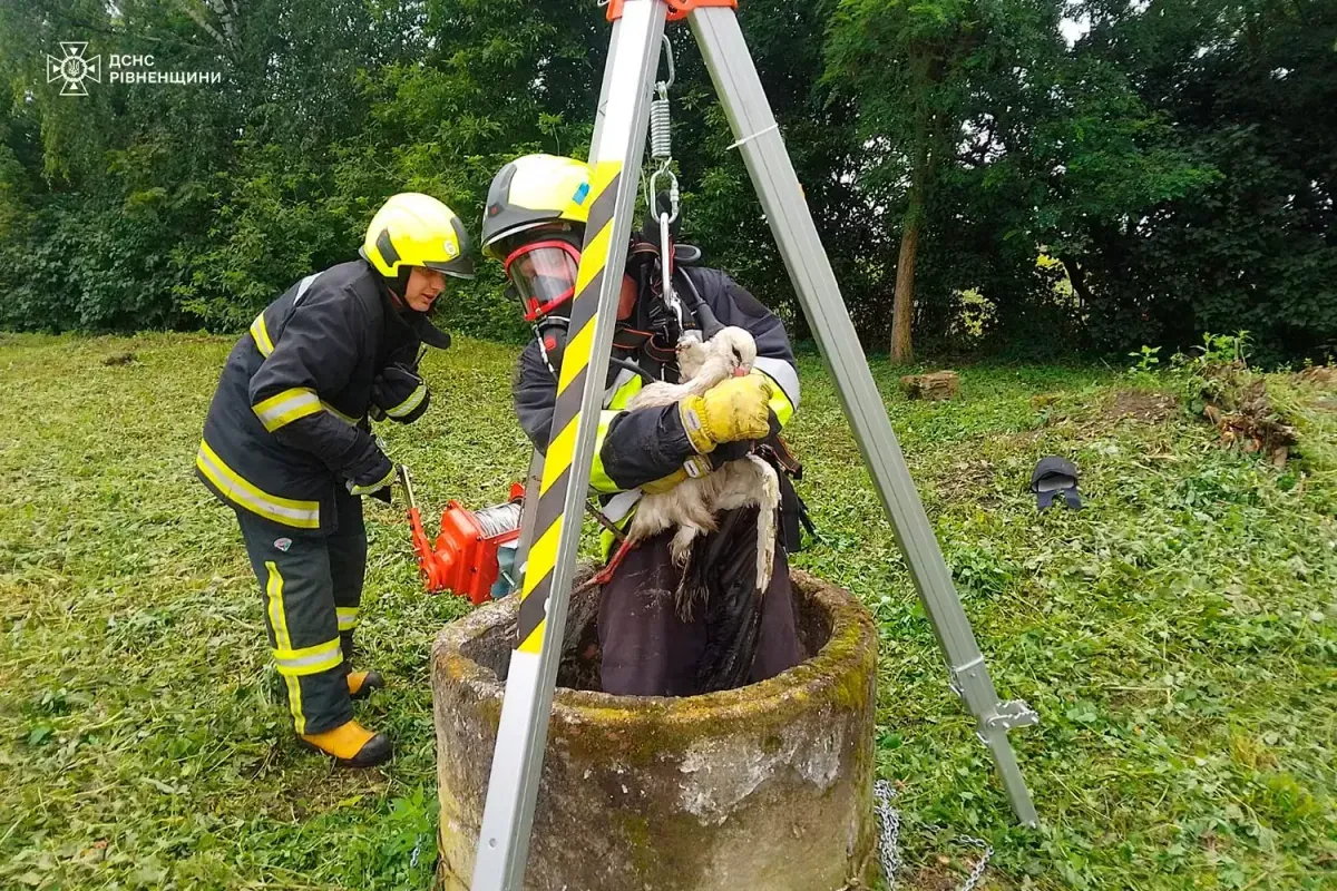 Every life is important: rescuers save a stork that fell into a well in Rivne region