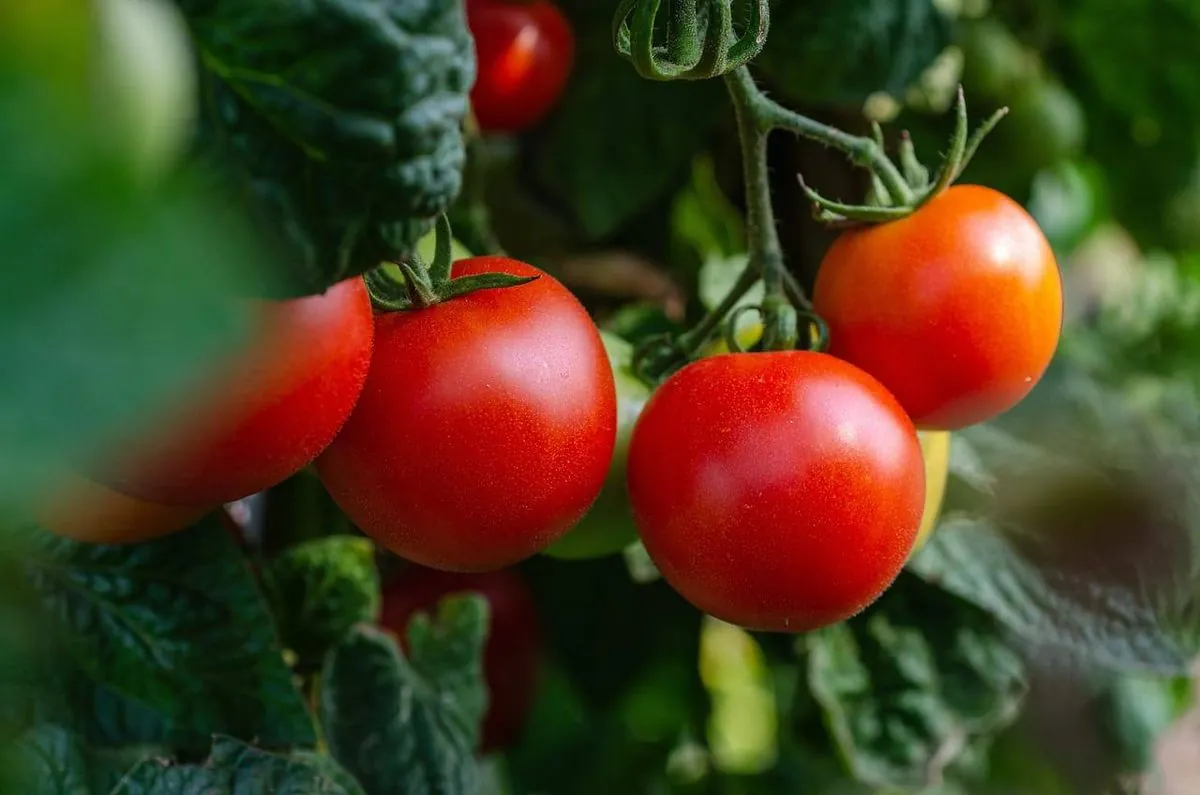 This year Odesa region will please with tomatoes, watermelons and the first cotton - Kiper