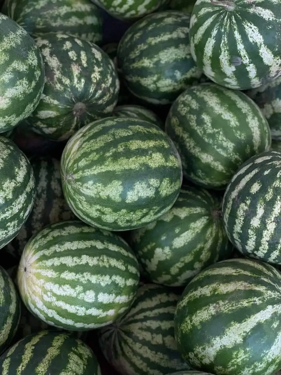 Watermelon prices in Ukraine decreased by a third in a week - monitoring